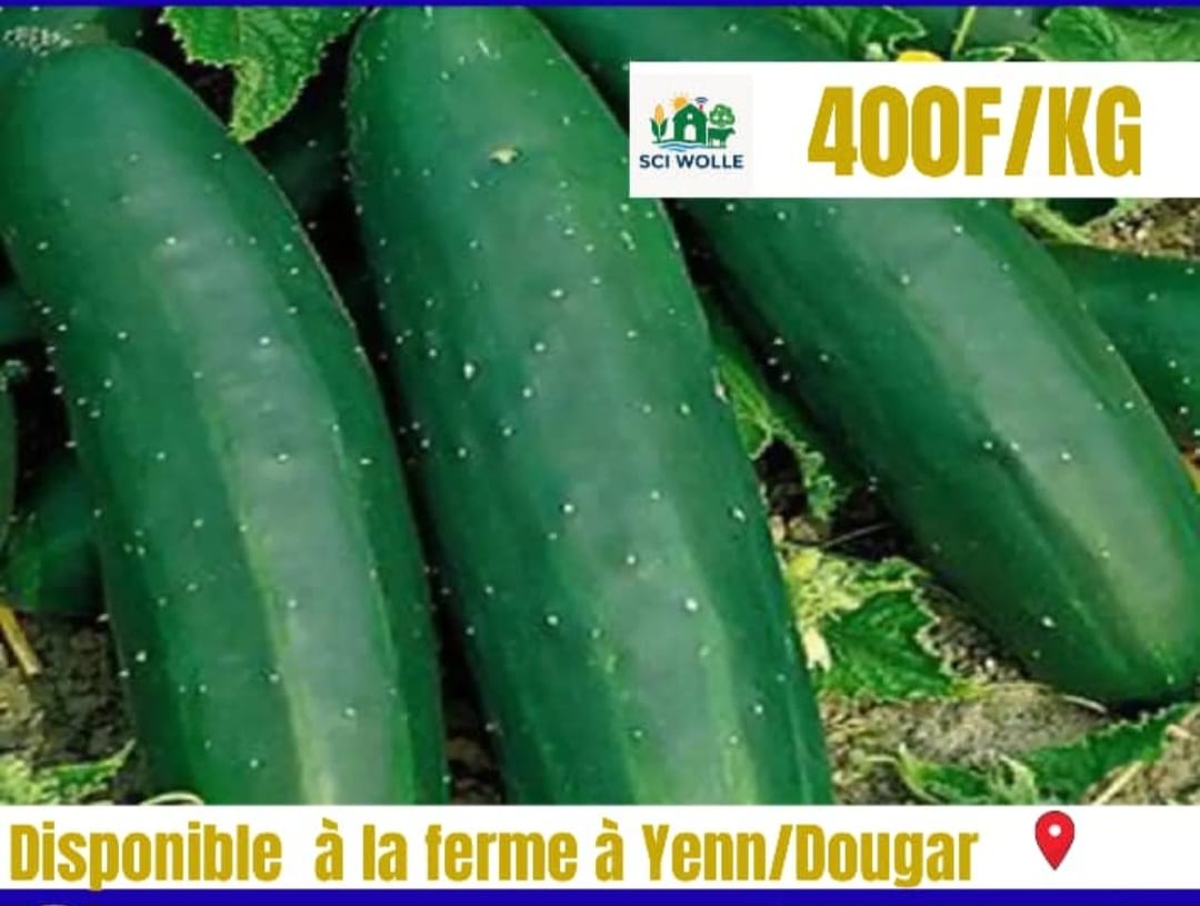 concombre